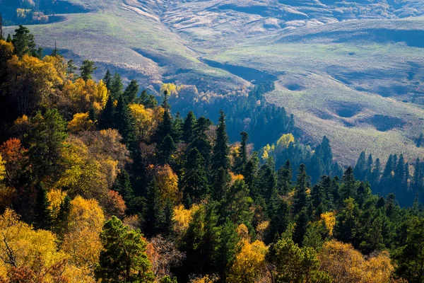 Scenic Landschap Met Bomen Het Bergbos Herfst — Stockfoto