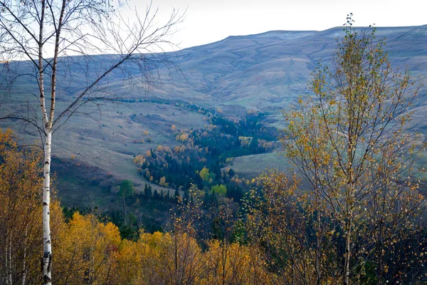 Paesaggio Paesaggistico Con Alberi Nella Foresta Montagna Autunno — Foto Stock