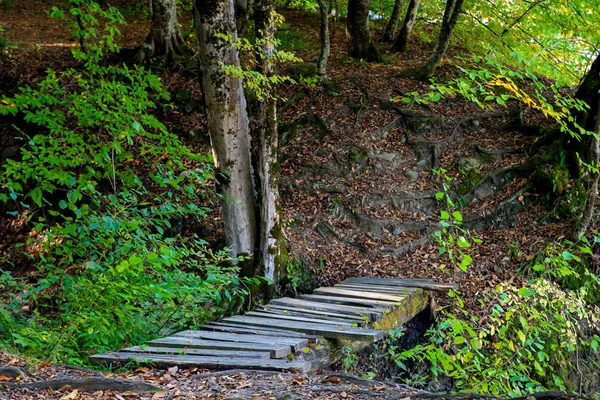 Viejo Pequeño Puente Madera Parque Forestal —  Fotos de Stock