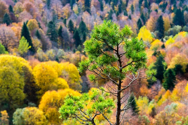 Мальовничий Пейзаж Деревами Гірському Лісі Восени — стокове фото