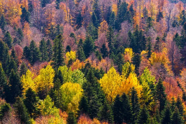 Paesaggio Paesaggistico Con Alberi Nella Foresta Montagna Autunno — Foto Stock