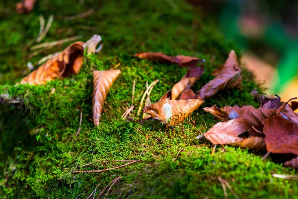 Champignon Mousse Vert Vif Sur Surface Bois — Photo