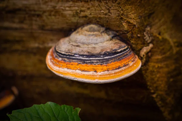 Houtige Paddenstoel Fomitopsis Pinicola Boom — Stockfoto