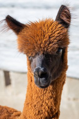Alpaka veya Vicugna Paços veya Vicugna vicugna portre.