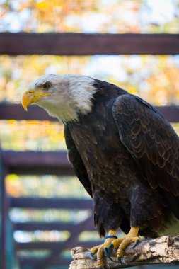 Kel bir kartal portresi ya da haliaeetus leucocephalus.
