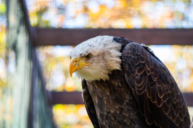 Kel bir kartal portresi ya da haliaeetus leucocephalus.