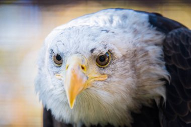 Kel bir kartal portresi ya da haliaeetus leucocephalus.