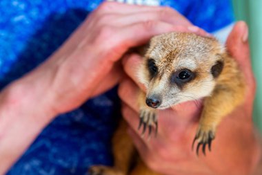Man hold meerkat or Suricata suricatta on hands. Close-up hands and meerkat. clipart