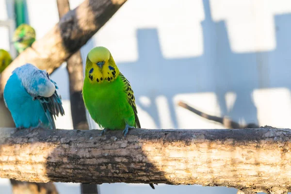 Птица Попугай Budgie Известная Budgerigar Melopsittacus — стоковое фото