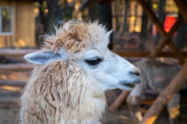 Retrato Linda Alpaca Blanca Vicugna Pacos —  Fotos de Stock