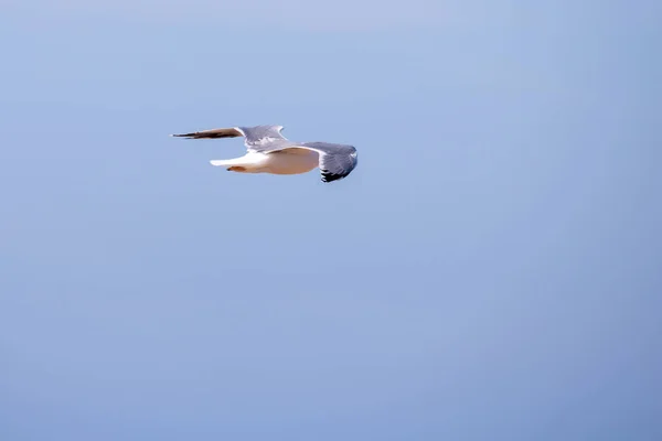 Martı Doğada Uçuyor Doğadaki Vahşi Kuş Kavramı — Stok fotoğraf