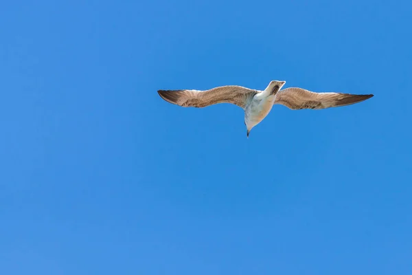 Möwe Flug Der Natur Konzept Wildvogel Der Natur — Stockfoto