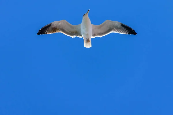 Seagull Flight Nature Concept Wild Bird Nature — Stock Photo, Image