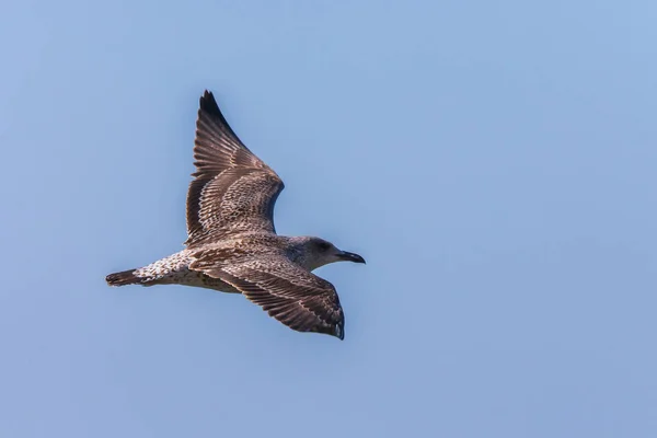 Gaviota Vuelo Naturaleza Concepto Ave Silvestre Naturaleza — Foto de Stock