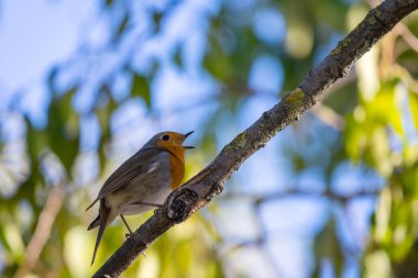 Kırmızı bir Robin veya Erithacus Rubecula. Bu kuş, bahçıvanlık sırasında düzenli bir yoldaştır..