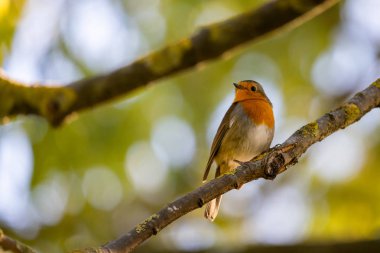 Kırmızı bir Robin veya Erithacus Rubecula. Bu kuş, bahçıvanlık sırasında düzenli bir yoldaştır..