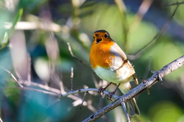 Petirrojo Erithacus Rubecula Este Pájaro Compañero Regular Durante Las Actividades — Foto de Stock