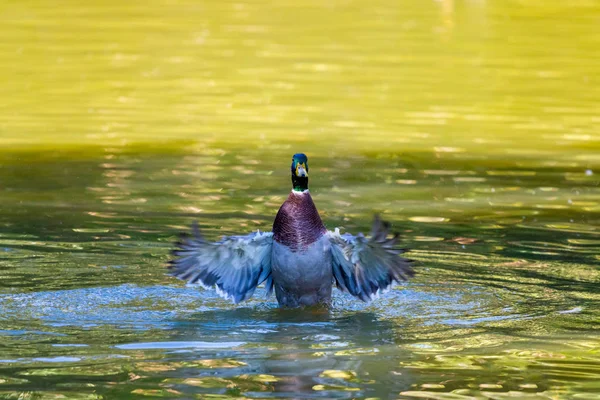 Canard Sauvage Mâle Anas Platyrhynchos Oiseau Sauvage Dans Parc — Photo