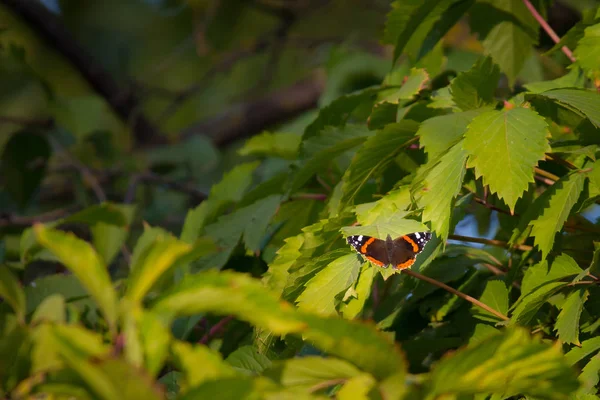 Mariposa Almirante Roja Vanessa Atalanta Sobre Hoja Verde Las Plantas —  Fotos de Stock