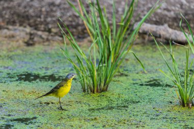 Sarı kuyruklu veya Motacilla flava feldegg vahşi doğada