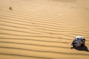 Kurbağa başlı Agama ve hayvan kafatası Kum Çölü'nde benekli.