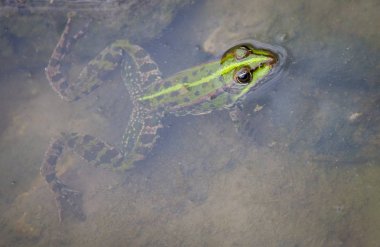 Kurbağa vahşi doğada suya yakın oturur.