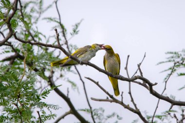 Genç Avrasya Altın Oriole veya Oriolus oriolus yavruları besler.