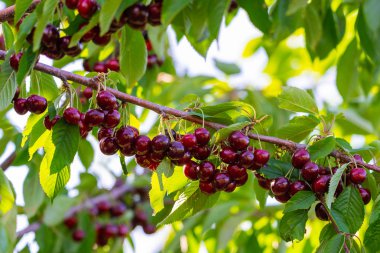 Kiraz güneşli bahçe içinde meyve ağaç dal. Yaz sezonu dal taze kiraz demet.