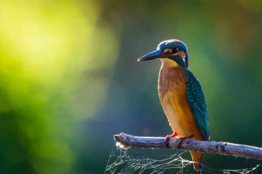 Avrupa 'da yaygın olan Kingfisher veya Alcedo nehrin yukarısındaki bir çubukta oturur ve balık avlar. Bu serçe büyüklüğünde kuş tipik bir kısa kuyruklu, büyük başlı balıkçı profiline sahip..