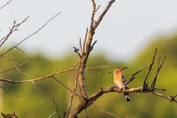 Euraziatische Hoopoe Upupa Epops Vogel Zit Takken — Stockfoto