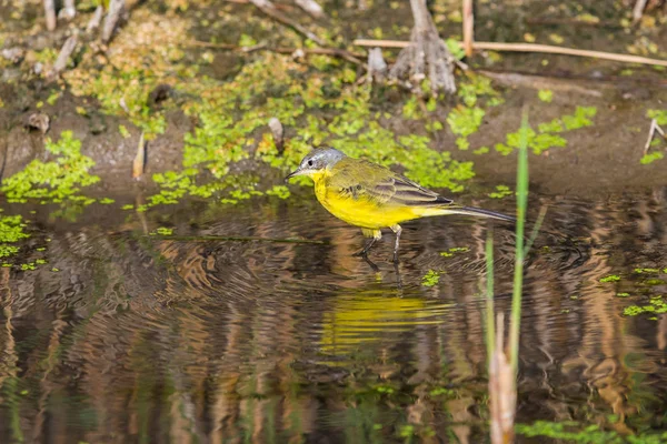 Female Western Yellow Wagtail Motacilla Flava Wild Nature — Stock Photo, Image