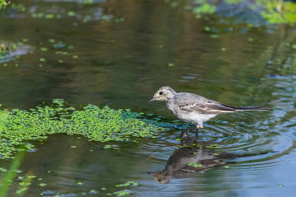 Jonge Witte Kwikstaart Motacilla Alba Rivier — Stockfoto