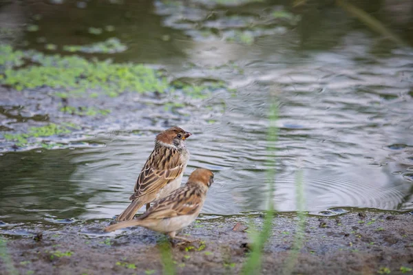 Dos Gorriones Eurasiáticos Cerca Del Lugar Del Agua Naturaleza Salvaje —  Fotos de Stock