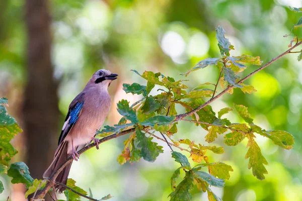 Eurasian Jay Garrulus Glandarius Branch City Park — Stock Photo, Image