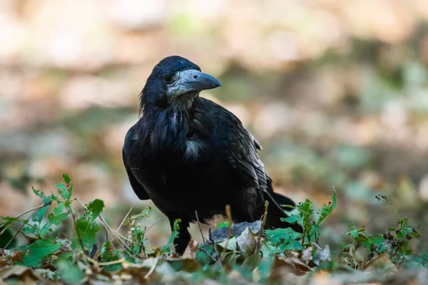 Pájaro Negro Parque Otoño Raven Camina Por Camino Del Jardín —  Fotos de Stock