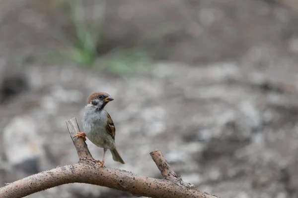 Closeup Sparrow Branches Tree — Stock Photo, Image