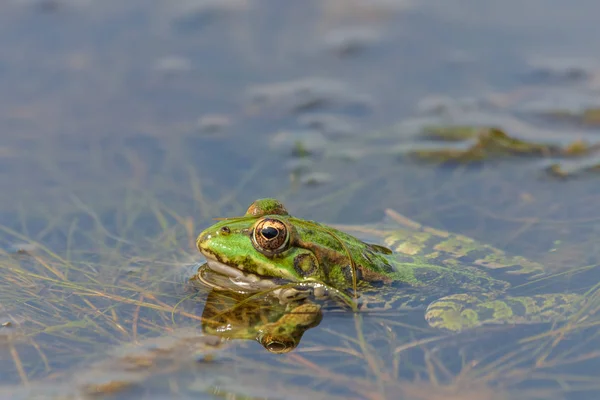 Rana Agua Del Estanque Naturaleza Salvaje — Foto de Stock