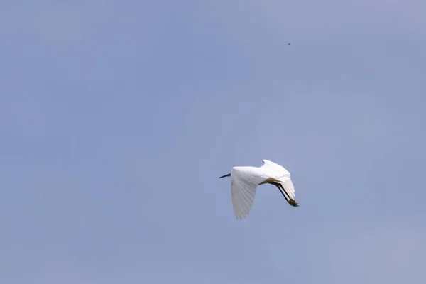 Garza Arrecife Occidental Egretta Gularis Naturaleza Salvaje — Foto de Stock