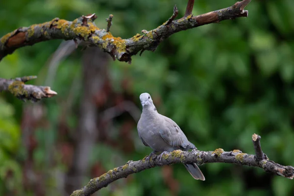 Halstaube Oder Streptopelia Decaocto Auf Zweig — Stockfoto