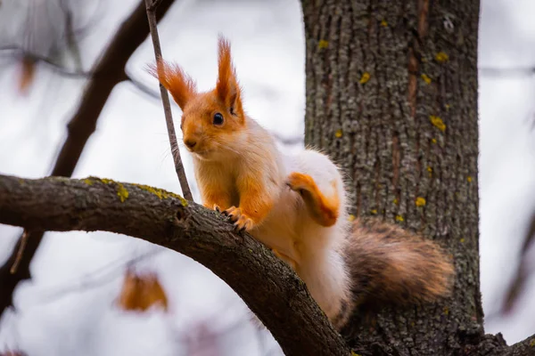 Red Squirrel Standing Branch Tree Forest — Stock Photo, Image