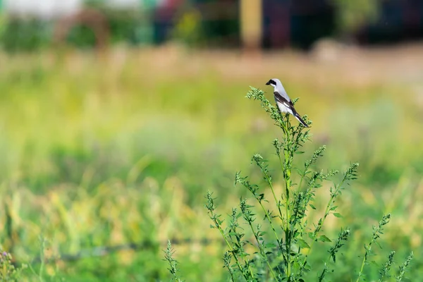 Northern Shrike Carniceiro Bird Lanius Excubitor Grande Cinza Cinza Shrike — Fotografia de Stock