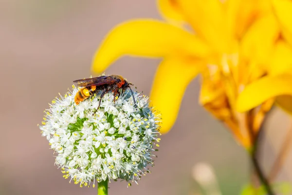 Hornet on garden onion flower. Nature background