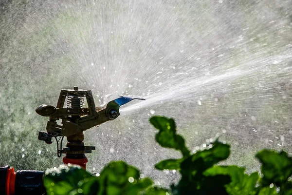 Automatikus Garden Lawn Locsoló Akcióban Locsoló Zöld Természet Háttér Koncepció — Stock Fotó