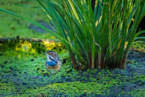 Garganta Azul Luscinia Svecica Naturaleza Salvaje — Foto de Stock
