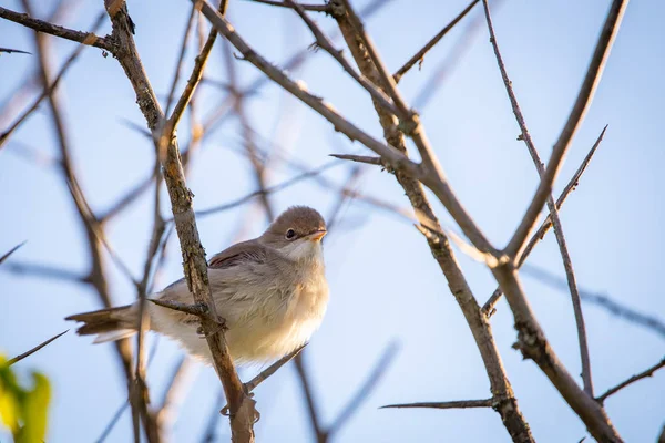 Avrasya Sazlığı Ötleğeni Veya Akrocephalus Scirpaceus Kapat — Stok fotoğraf