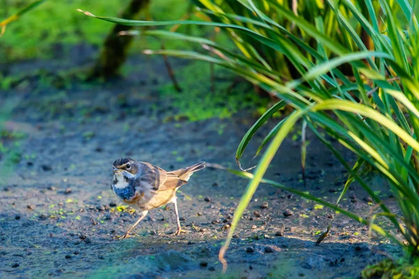 Bluethroat Luscinia Svecica Natureza Selvagem — Fotografia de Stock