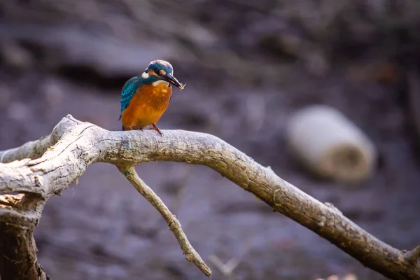 Kingfisher Alcedo Esta Perchas Con Presa Rama — Foto de Stock