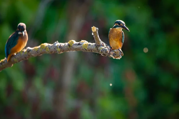 stock image Common European Kingfisher or Alcedo atthis sits on a stick above the river and hunting for fish. This sparrow-sized bird has the typical short-tailed, large-headed kingfisher profile.