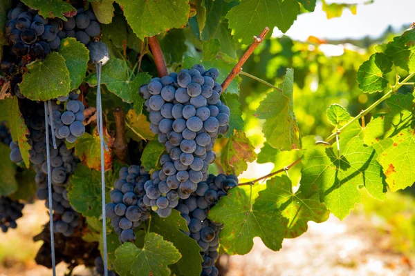 Blauwe Druiven Een Wijngaard Plantage — Stockfoto