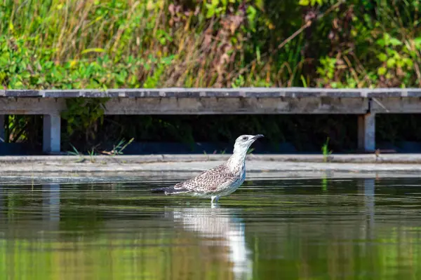 Seagull Floating Fresh Water Pond — Stock Photo, Image